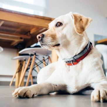 Escritórios Pet Friendly: é uma boa ideia levar o animal de estimação para o trabalho?